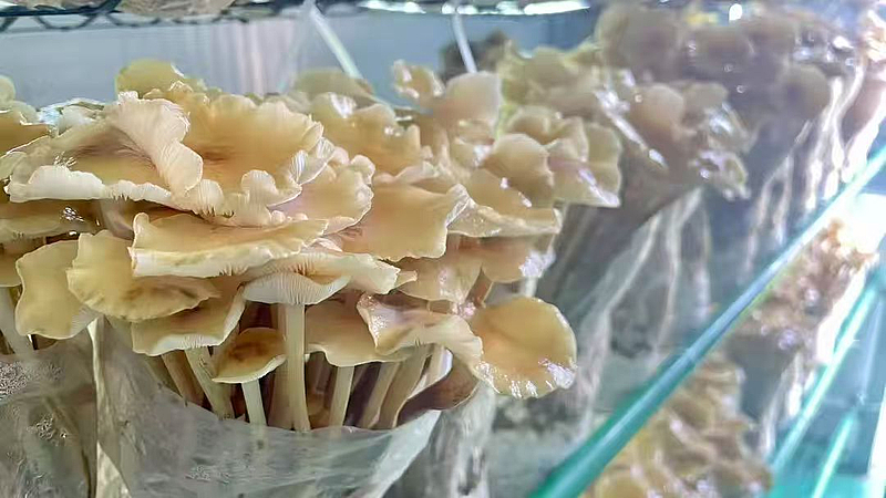 棚掌柜 打造會思考的‘農場’，以軟件開發(fā)賦能現(xiàn)代農業(yè)新發(fā)展